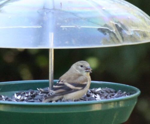American Goldfinch
