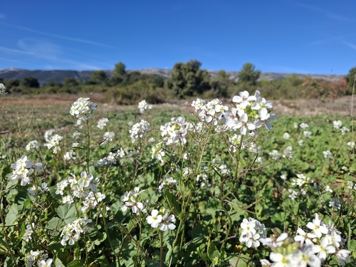 Diplotaxis fausse roquette