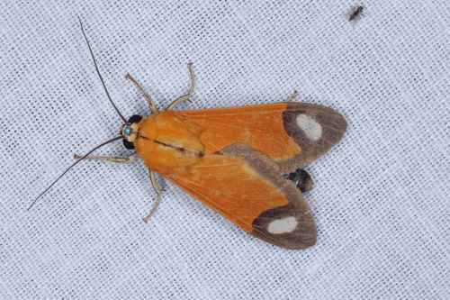 Ormetica contraria peruviana