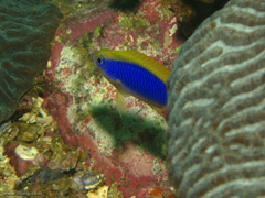 Chrysiptera flavipinnis