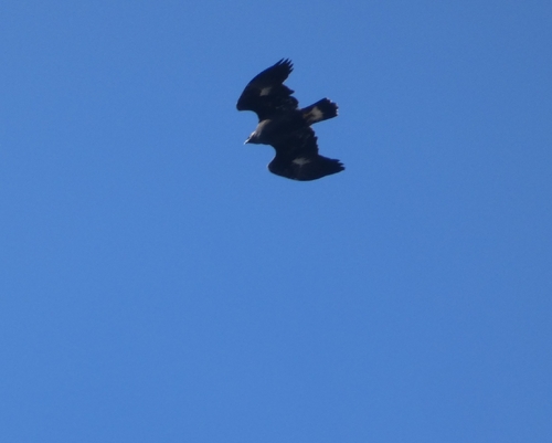 Golden Eagle