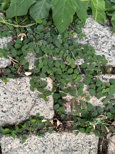 Ficus pumila observed 2026-10-26