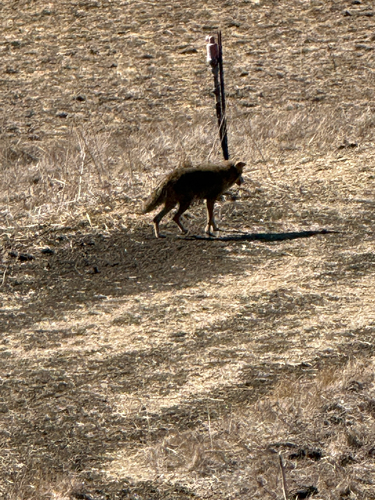 Coyote