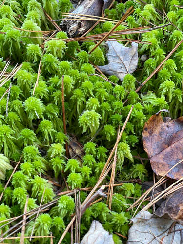 Sphagnum mosses