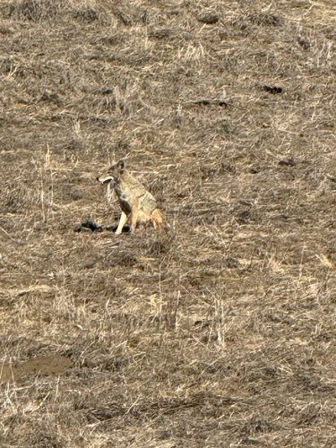Coyote