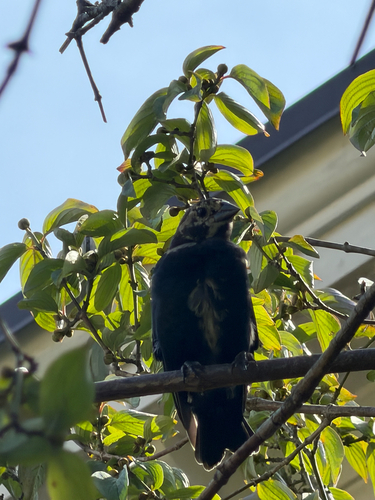 Brown-headed Cowbird