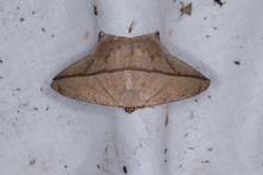 Prochoerodes tetragonata