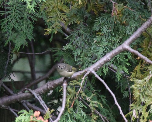 Ruby-crowned Kinglet