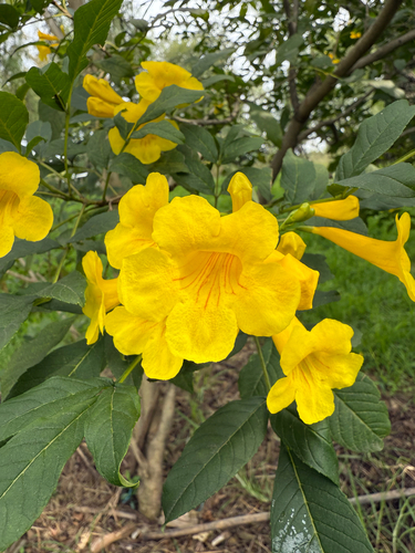 yellow trumpet flower
