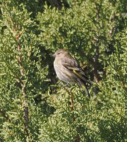 Pine Siskin