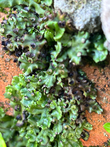 Marchantia observed 2026-10-26