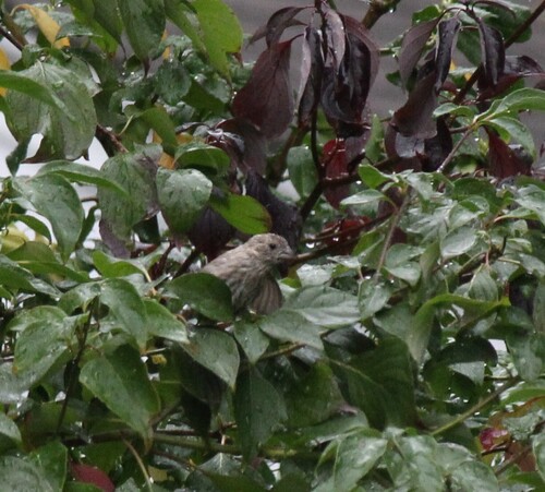 Pine Siskin