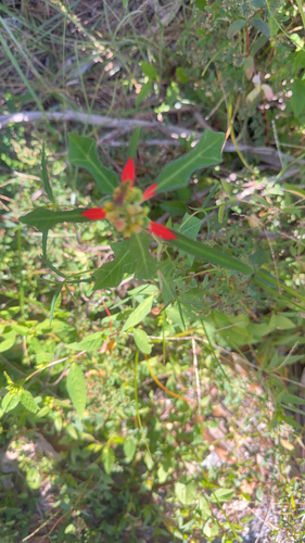 Euphorbia heterophylla observed 2026-10-26