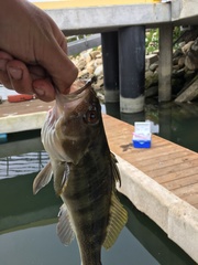 Paralabrax nebulifer