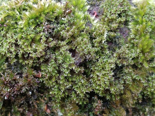 Zygodon viridissimus observed 2026-10-23
