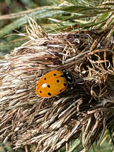 Convergent Lady Beetle
