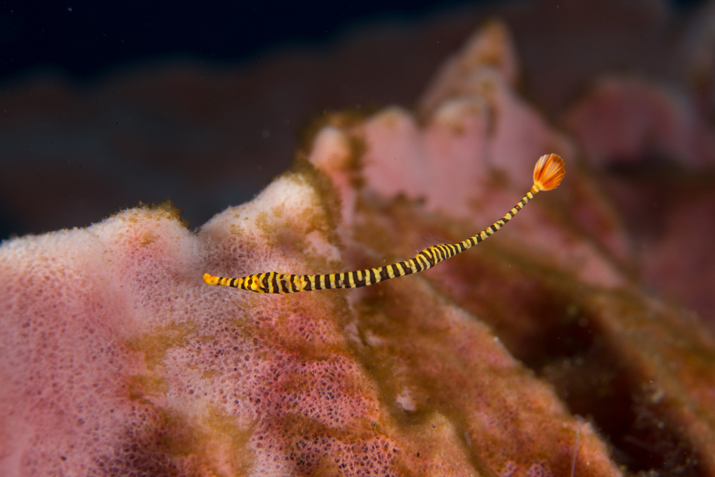 Orange-banded Pipefish