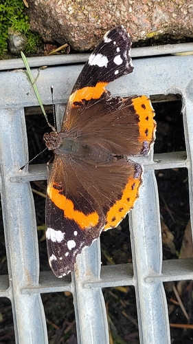 Admiral