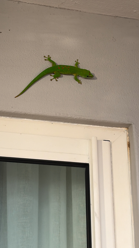 Phelsuma grandis observed 2026-10-26