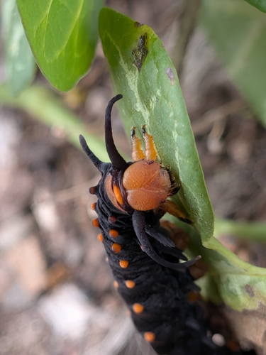Pipevine Swallowtail