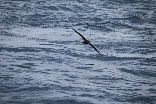 Puffinus carneipes observed 2026-10-25