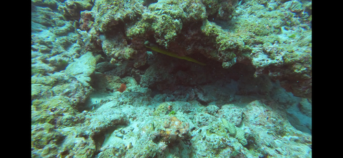 Aulostomus chinensis observed 2026-10-26