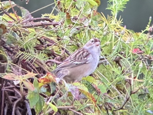 White-crowned Sparrow