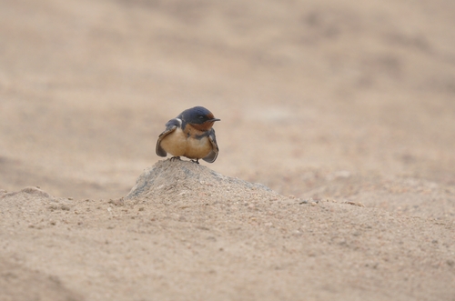 Golondrina tijereta