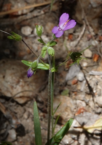 Image of Collinsia parryi by (c) desertnaturalist, some rights reserved (CC BY)