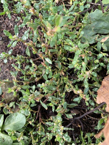 Prostrate Knotweed