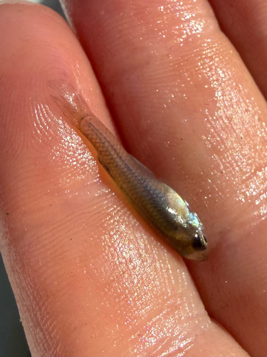 Eastern Mosquitofish