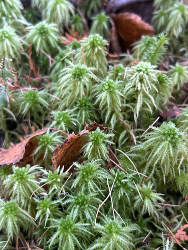 Sphagnum observed 2026-10-26