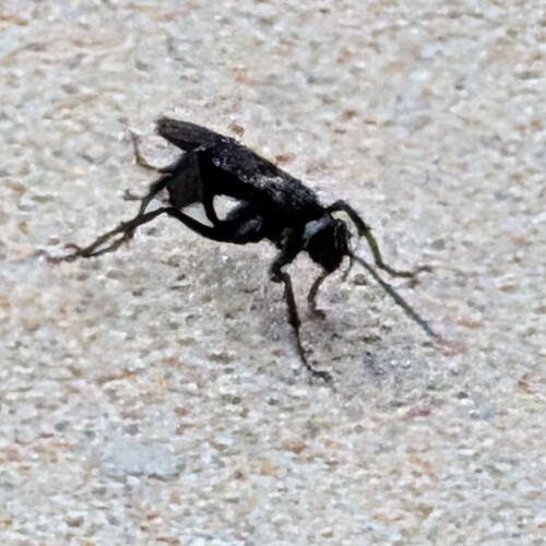 Great Black Digger Wasp