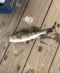 Paralabrax nebulifer