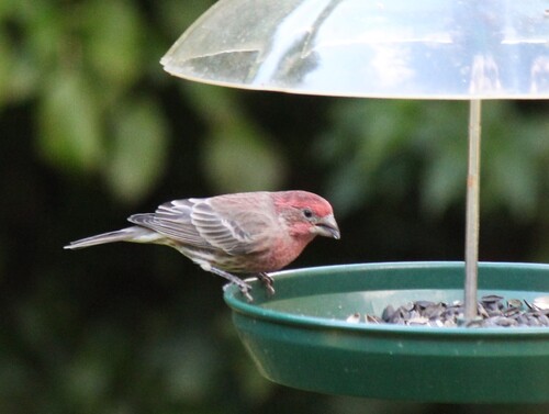 House Finch