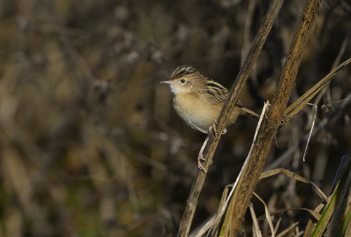 Cisticola juncidis, 2026-10-26
