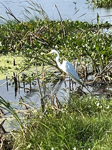 Great Egret