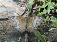 Euthalia monina monina