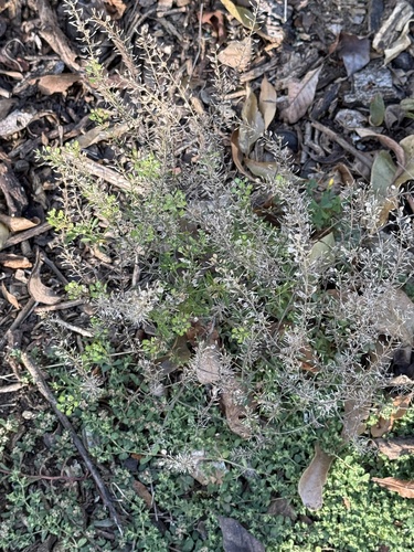 Lepidium virginicum observed 2026-10-26