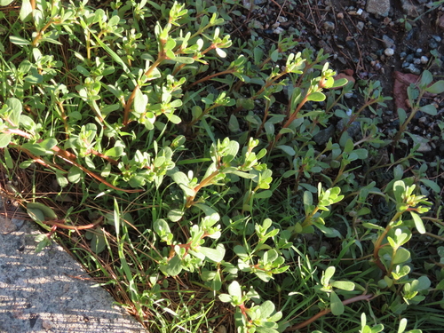 Pourpier Potager