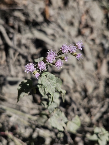 Fleischmannia incarnata observed 2026-10-23