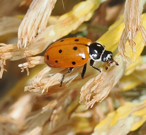 Convergent Lady Beetle