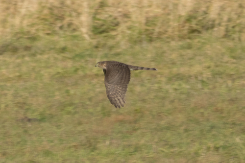 Cooper's Hawk