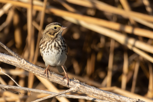 Savannah Sparrow
