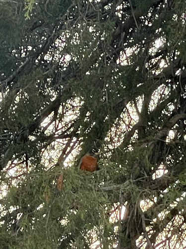 American Robin