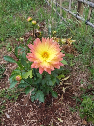 Dahlia pinnata observed 2026-10-26