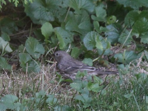 House Finch
