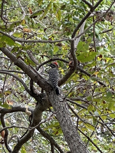 Ladder-backed Woodpecker
