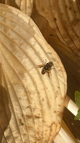 Common Drone Fly