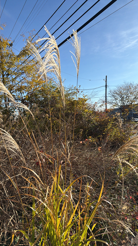 Miscanthus sinensis observed 2026-10-26